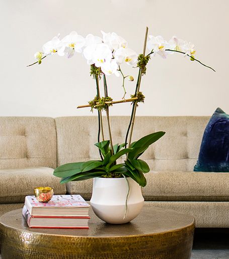 Monthly Orchids